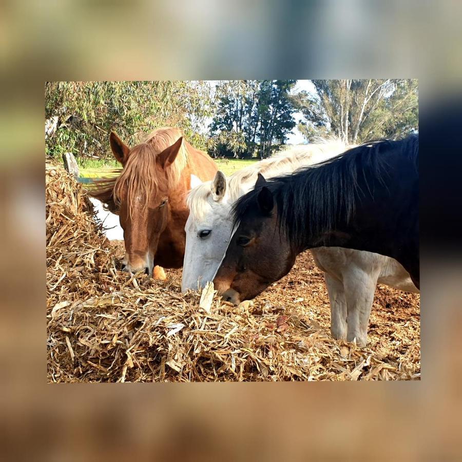 Posada Rural La Corbera Утрера Екстер'єр фото